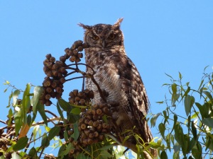 Spotted Eagle Owl, Churchhaven. (Pam Parkin.)